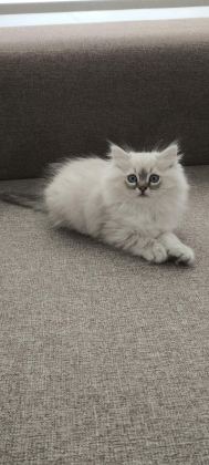 PAMUK GİBİ CHİNCHİLLA YAVRUM