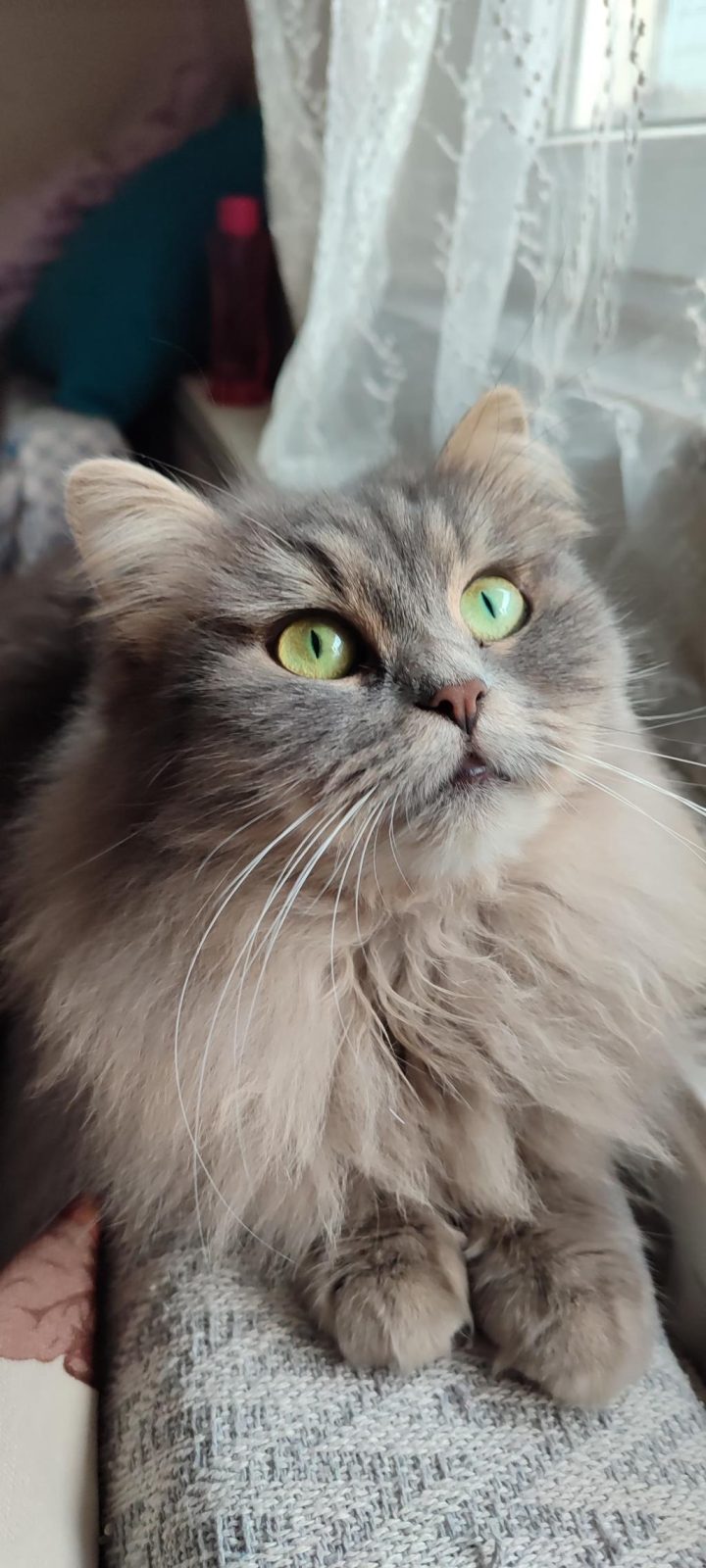BAL KIZIM CHİNCHİLLA PAMUĞUM