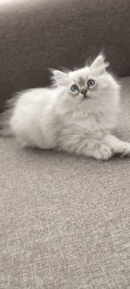 PAMUK GİBİ CHİNCHİLLA YAVRUM