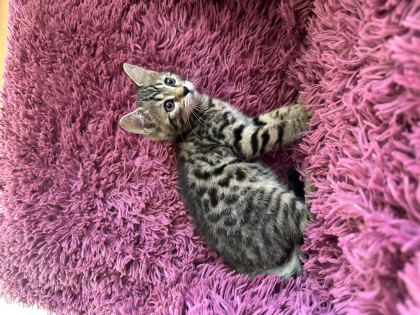 BENGAL KEDİSİ KIZLAR