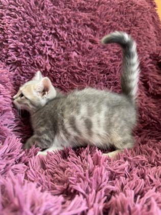 BENGAL KEDİSİ KIZLAR