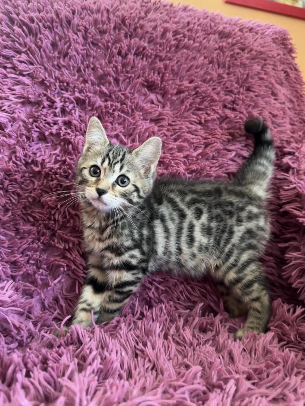 BENGAL KEDİSİ KIZLAR