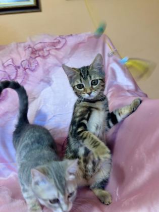 BENGAL YAVRULAR