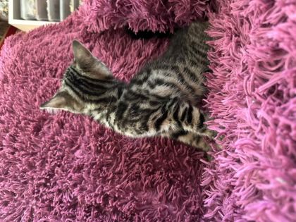 BENGAL KEDİSİ KIZLAR