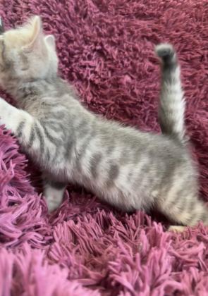BENGAL KEDİSİ KIZLAR
