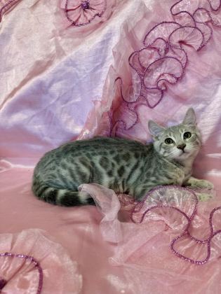 BENGAL YAVRULAR