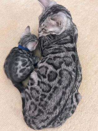 BEAUTİFUL SİLVER BENGAL BABY READY NOW