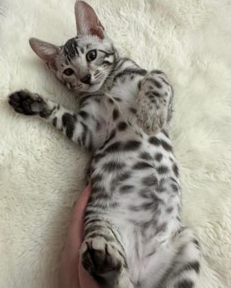 BEAUTİFUL SİLVER BENGAL BABY READY NOW