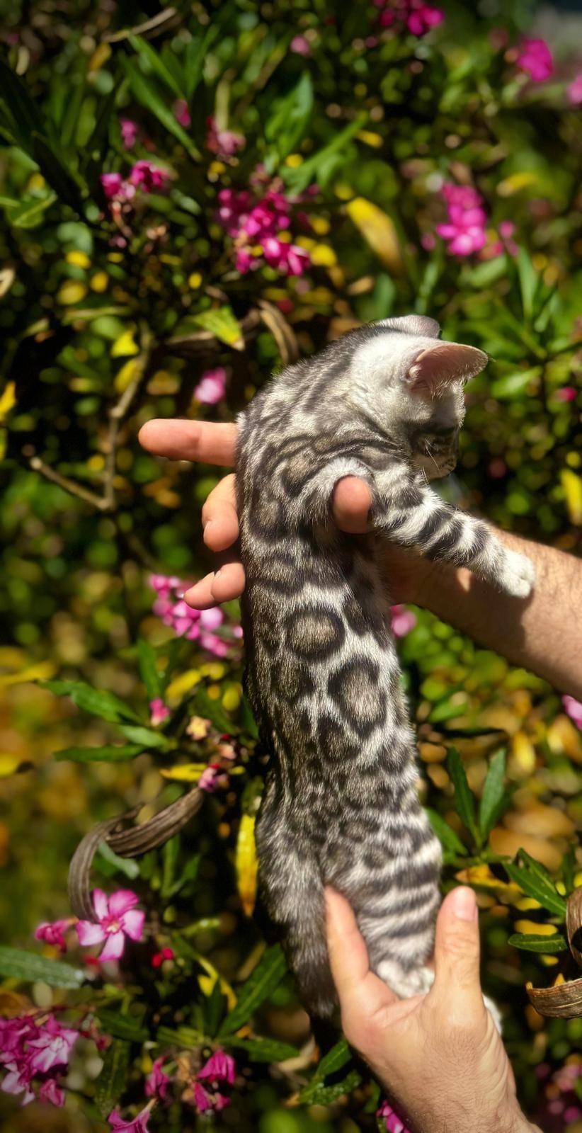 EXOTİC BENGAL KİTTENS LEOPARD LOOK ELİTE BLOODLİNES