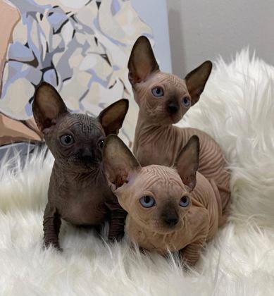 ELİTE SPHYNX KİTTEN
