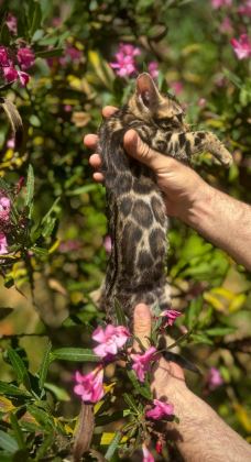 EXOTİC BENGAL KİTTENS LEOPARD LOOK ELİTE BLOODLİNES