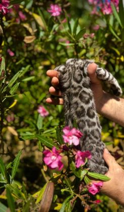 EXOTİC BENGAL KİTTENS LEOPARD LOOK ELİTE BLOODLİNES