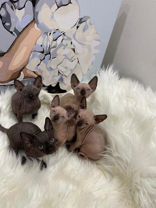 ELİTE SPHYNX KİTTEN