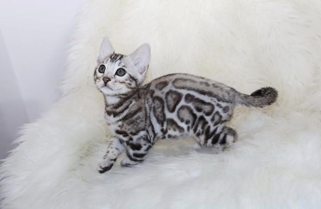 BEAUTİFUL SİLVER BENGAL BABY READY NOW