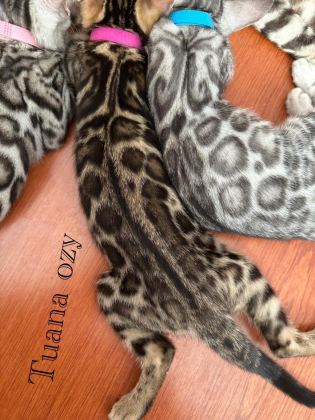 HEALTHY BENGAL KİTTENS – WCF PAPERS INCLUDED