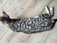 BEAUTİFUL SİLVER BENGAL BABY READY NOW