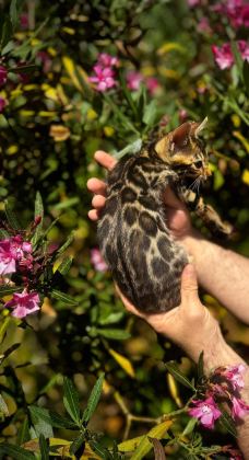 EXOTİC BENGAL KİTTENS LEOPARD LOOK ELİTE BLOODLİNES