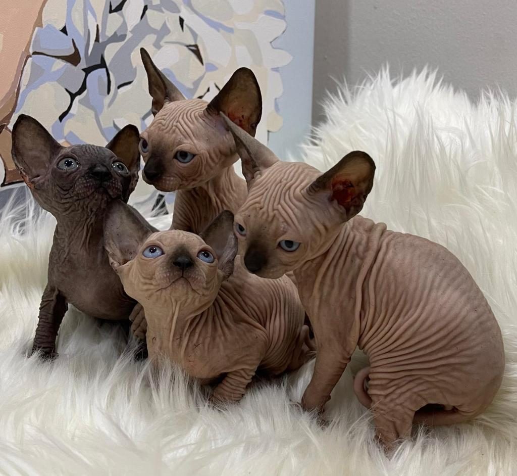 ELİTE SPHYNX KİTTEN