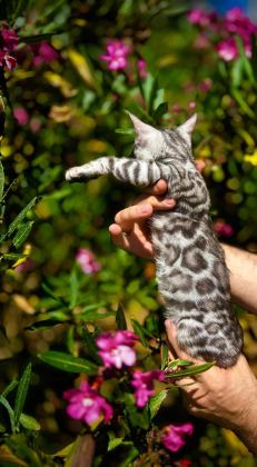EXOTİC BENGAL KİTTENS LEOPARD LOOK ELİTE BLOODLİNES