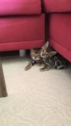 SAFKAN BENGAL