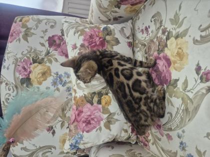 BENGAL KEDİSİ ERKEK YAVRULARIM