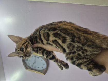 BENGAL KEDİSİ ERKEK YAVRULARIM