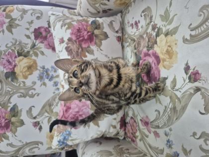 BENGAL KEDİSİ ERKEK YAVRULARIM
