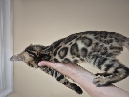 BENGAL KEDİSİ ERKEK YAVRULARIM