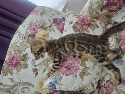 BENGAL KEDİSİ ERKEK YAVRULARIM