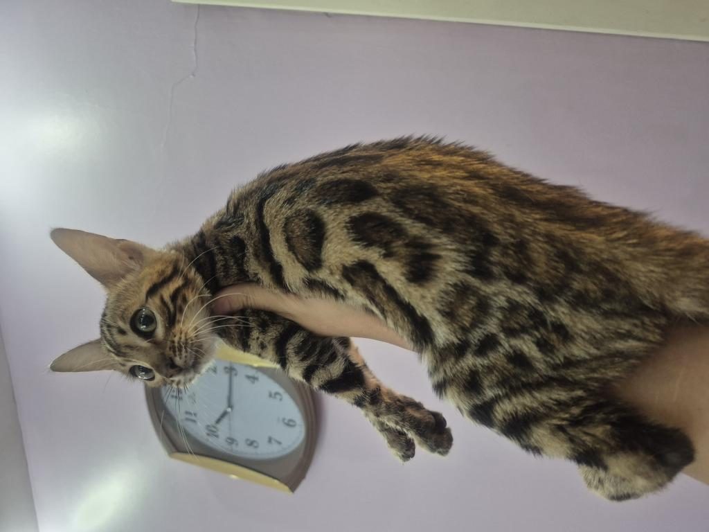 BENGAL KEDİSİ ERKEK YAVRULARIM