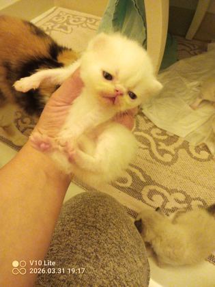 KEDİLERE YENİ YUVAMIZI ARIYORUZ