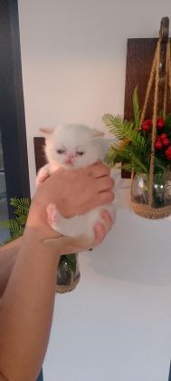 KEDİLERE YENİ YUVAMIZI ARIYORUZ