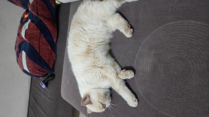 EXOTİC SHORTHAİR KEDİMİ SAHİPLENDİRİYORUM