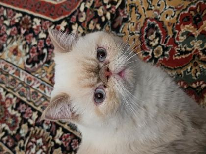 EXOTİC SHORTHAİR KEDİMİ SAHİPLENDİRİYORUM