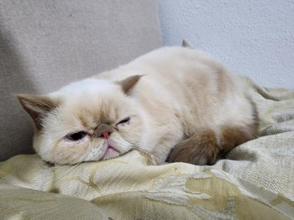 EXOTİC SHORTHAİR KEDİMİ SAHİPLENDİRİYORUM