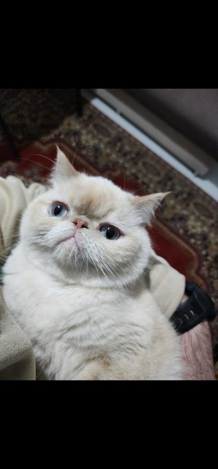 EXOTİC SHORTHAİR KEDİMİ SAHİPLENDİRİYORUM