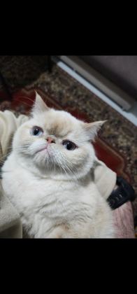 EXOTİC SHORTHAİR KEDİMİ SAHİPLENDİRİYORUM