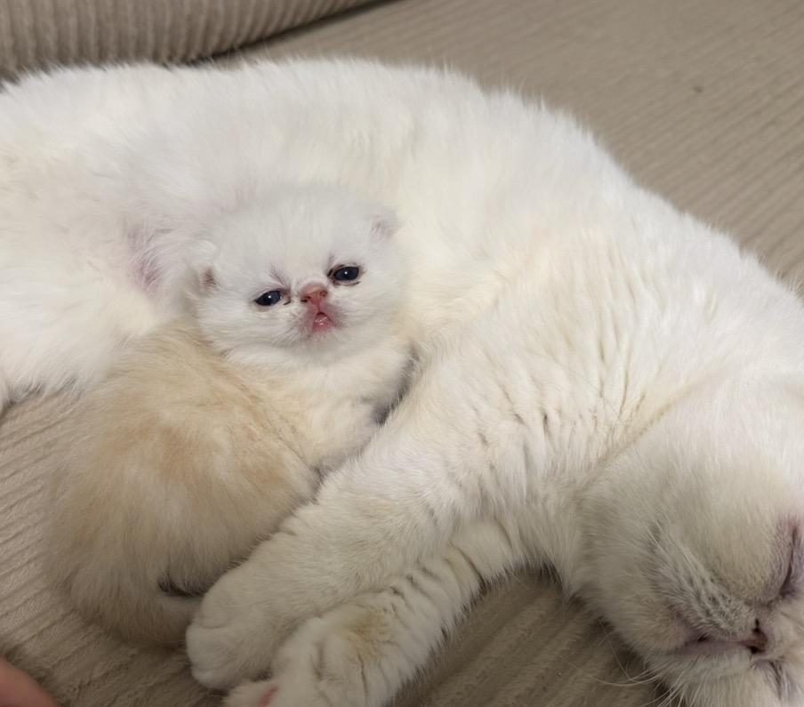 EXOTİC SHORTHAİR CİNSİ SAFKAN KEDİMİZ