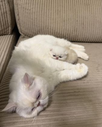 EXOTİC SHORTHAİR CİNSİ SAFKAN KEDİMİZ