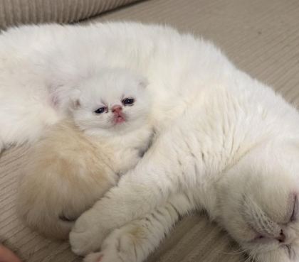 EXOTİC SHORTHAİR CİNSİ SAFKAN KEDİMİZ