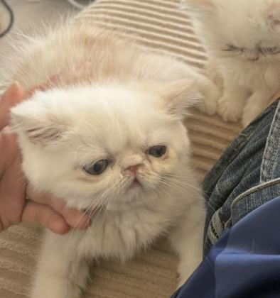 EXOTİC SHORTHAİR CİNSİ SAFKAN KEDİMİZ