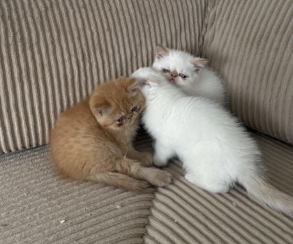 EXOTİC SHORTHAİR CİNSİ SAFKAN KEDİMİZ