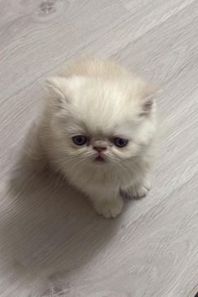 EXOTİC SHORTHAİR CİNSİ SAFKAN KEDİMİZ