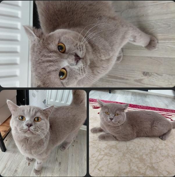 ÜCRETSİZ BRİTİSH SHORTHAİR KEDİMİZ
