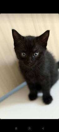 2 YAVRU KEDİYE YUVA ARIYORUZ