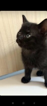 2 YAVRU KEDİYE YUVA ARIYORUZ