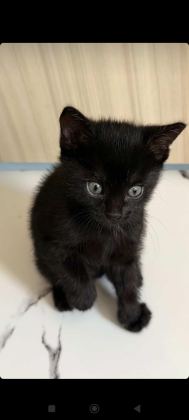 2 YAVRU KEDİYE YUVA ARIYORUZ