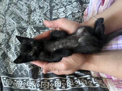KEDİMİZE YUVA ARIYORUZ