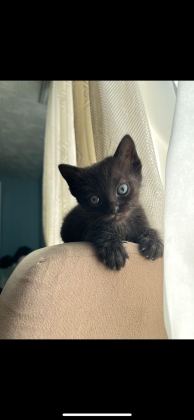 KEDİMİZE YUVA ARIYORUZ