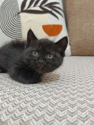 ERKEK YAVRU BOMBAY KEDİSİ